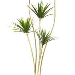 Dracaena Marginata Tree- 1.8m with 5 heads  - artificial plants, flowers & trees - image 5